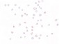 KPNA3 Antibody
